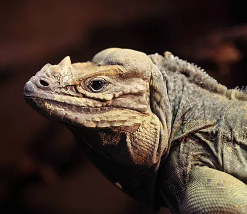 An iguana with unique features, known as the Rhinoceros Iguana, is looking to the side.