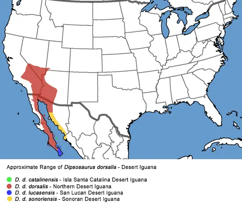 Map of the USA showing the location of the USA with a distribution of Desert Iguana.