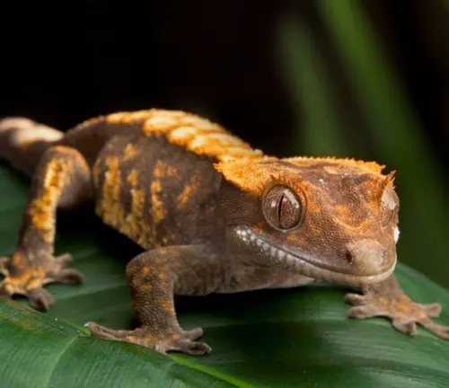 A Crested Gecko perched on a leaf.