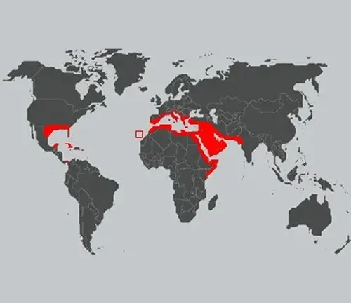 Distribution map of the House Gecko, showing its range across various continents including Asia, Africa, and Australia.