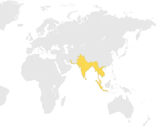 A map of the world with a yellow highlight, indicating the distribution of the Bengal Monitor.