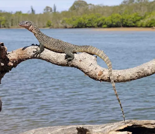 A Mangrove Monitor lizard perched on a branch beside a body of water.