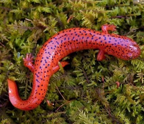 A red salamander with blue spots on lush moss.