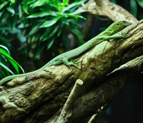 "Emerald Tree Monitor in natural habitat, climbing tree branches with vibrant green scales and long tail."