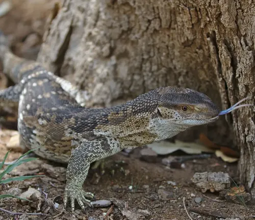 A Rock Monitor lizard eating food in the dirt, showcasing its distinct coloration and patterns.