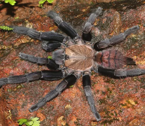 A large spider with black and brown stripes on its back, found in the natural habitat of the Indian Violet Tarantula.