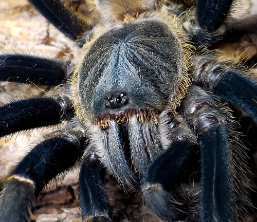 Close-up of a Chinese Giant Earth Tiger Tarantula with its head raised.