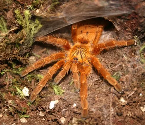 A tarantula sitting in its nest in the habitat of the Orange Baboon Tarantula.