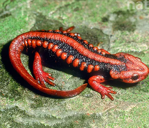 A red salamander with a darker back and lighter underside, resting on a rock.