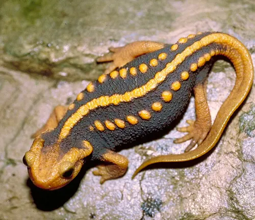 A Taliang Knobby Newt with yellow stripes and spots on a dark body, on rock.
