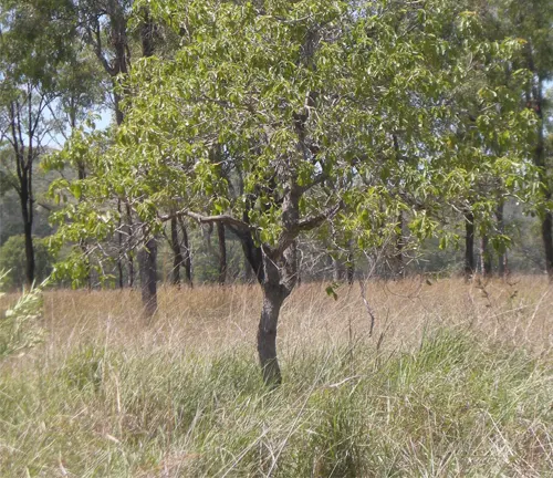 Small tree with green leaves in a dry grassy field with eucalyptus trees in the background