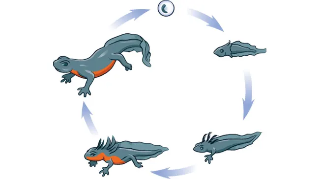 Illustration of the life cycle of an Alpine Newt, showing different stages in a circular flow.