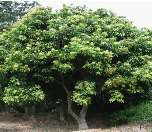 Soapberry Tree - Dense, leafy tree with broad branches and lush foliage