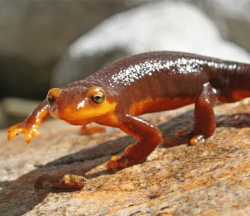 A California Newt with a shiny, orange underbelly walking on a sunlit rock.


