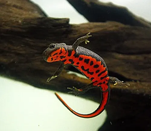 A Chinese Fire Belly Newt with a dark gray top and red belly with black spots, on a log in water.