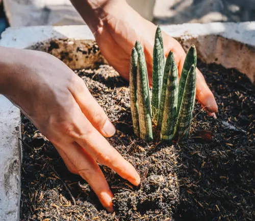 Hands planting a succulent in a planter box