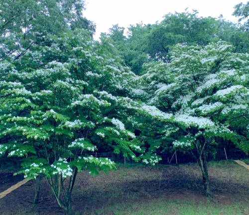 Cluster of trees with white blossoms against a backdrop of green foliage