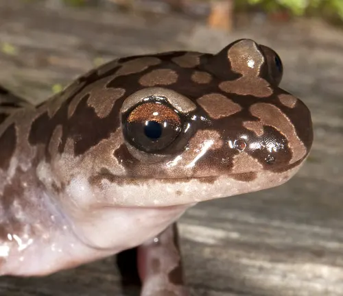 Close-up of a Coastal Giant Salamander's head, highlighting its dark eyes and brown spotted skin.