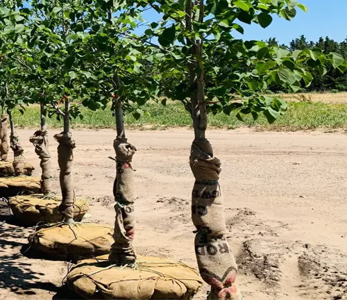 Young trees with trunks wrapped in burlap, ready for planting, on a sunny day.