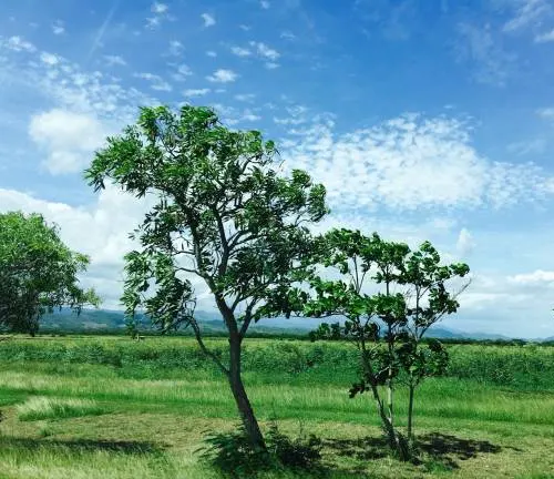 Two trees with windswept branches in a grassy field under a sky dotted with clouds
