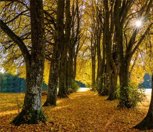 "Autumn scene with a path lined by trees with golden leaves and sunlight streaming through