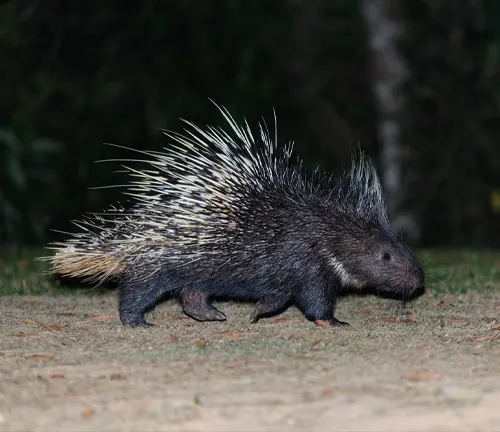 A Malayan Porcupine walking on the ground at night, showcasing its spiky quills and nocturnal behavior.