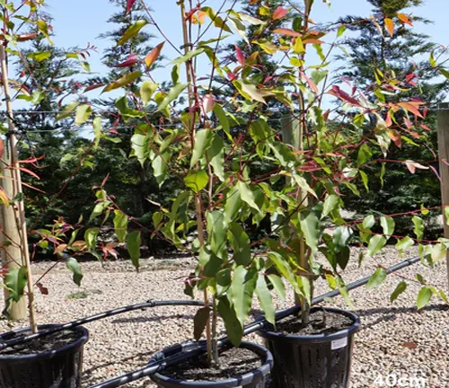 Young trees with green leaves and red tips in black pots, set on a gravel surface in a nursery setting