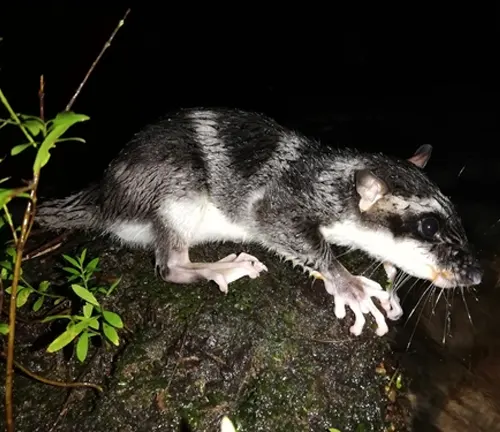 A water opossum stands on a rock at night, with a rat-like appearance and nocturnal behavior.