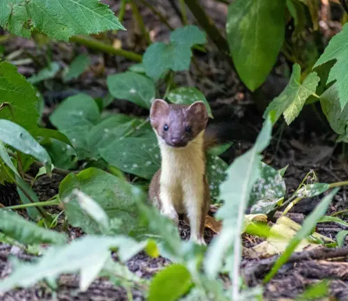 A long-tailed weasel standing in the woods, its natural habitat.