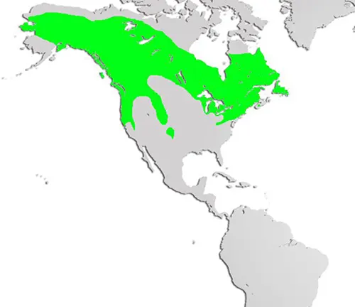 Map of world showing American bison distribution. European Pine Marten distribution also included.