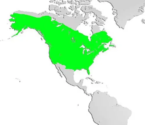 World map highlighting green areas representing the distribution of the American Mink.