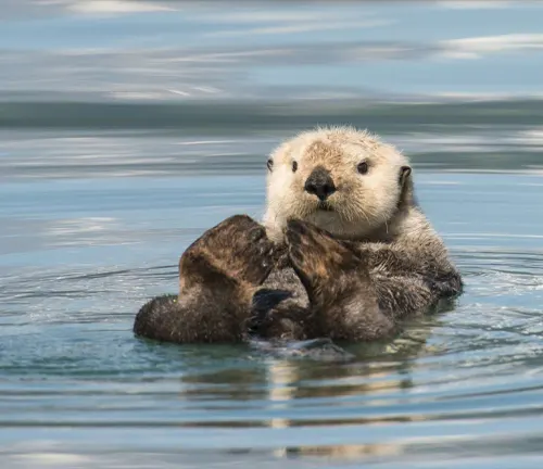 A sea otter with "Sea Otter" Fur swimming gracefully in the water, showcasing its natural habitat.