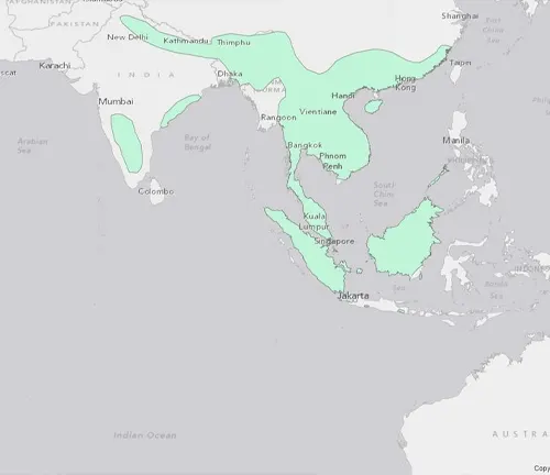 Map showing distribution of Asian tiger, with additional information on distribution of Asian Small-clawed Otter.