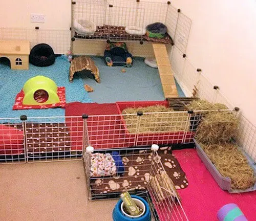 A room with a cage, bed, and a cat. Suitable housing for an Abyssinian Guinea Pig.