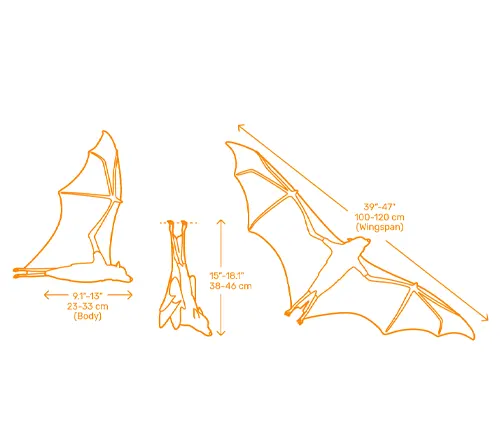 "The bat, known as the Flying Fox, is depicted with measurements and weight information."