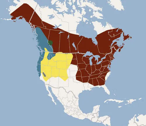 Distribution map of American bison in the United States.