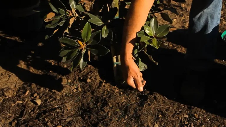 A gardener's hands carefully spreading soil around the base of a young magnolia tree, illustrating the planting process with attention to proper technique and plant health.