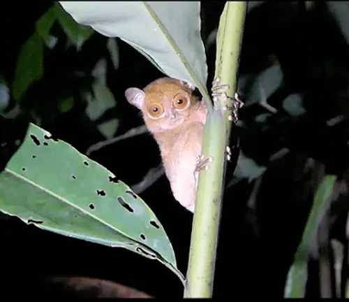 A small Western Tarsier perched on a branch, showcasing its size and weight.