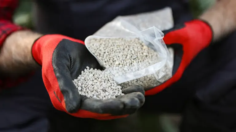 A person's hands clad in red and black gloves holding a clear plastic bag of granular palm tree fertilizer, ready for application.