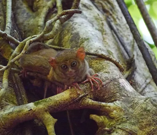 Eastern Tarsiers: Small primates found in Southeast Asia. They have large eyes, long fingers, and live in trees.
