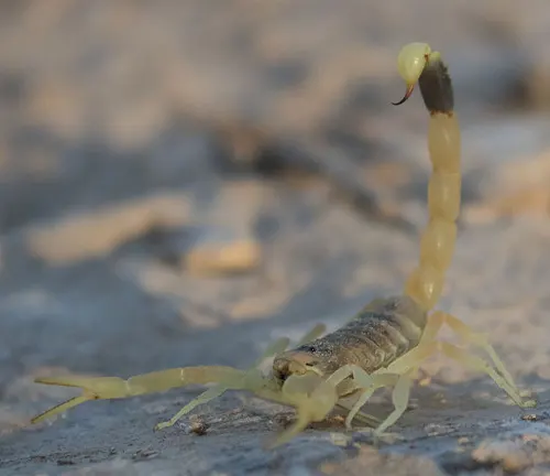 A venomous Deathstalker scorpion with yellow legs and a long tail, known for its potent sting.