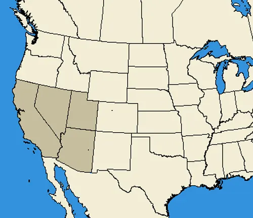 A map of the USA with highlighted states, displaying the geographical distribution of the "Arizona Bark Scorpion".