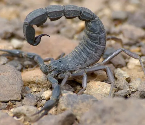 A fat-tailed scorpion with its tail extended on the ground in its natural habitat.
