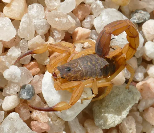A Brazilian Yellow Scorpion with legs spread out on a rock, showcasing its behavior.