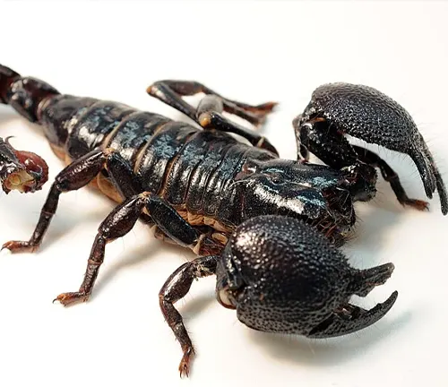 A scorpion with spread-out legs on a white surface. The image showcases the body structure of an Emperor Scorpion.