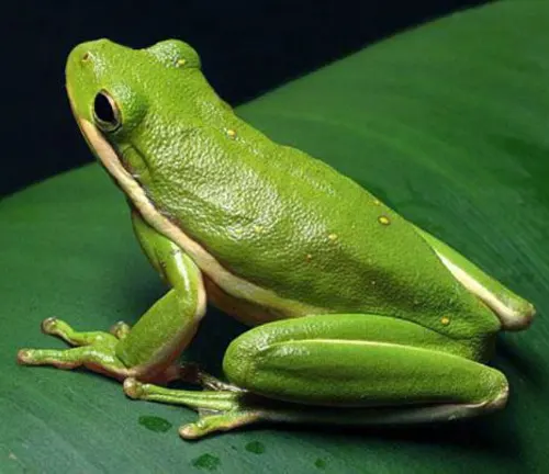A green frog perched on a leaf, showcasing the unique features of "Tree Frogs".