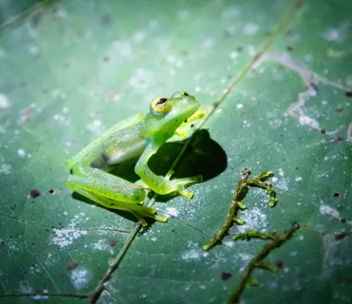 A green frog perched on a leaf in the habitat of "Glass Frogs".