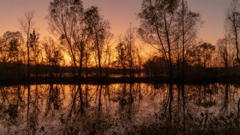 A serene swamp at sunset with silhouettes of slender trees against a vibrant orange sky, reflected in still water.

