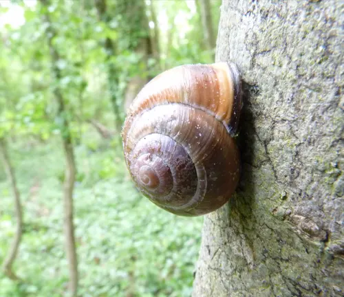 A "Brown-lipped Snail" slowly ascends a tree in the forest, showcasing its natural habitat.