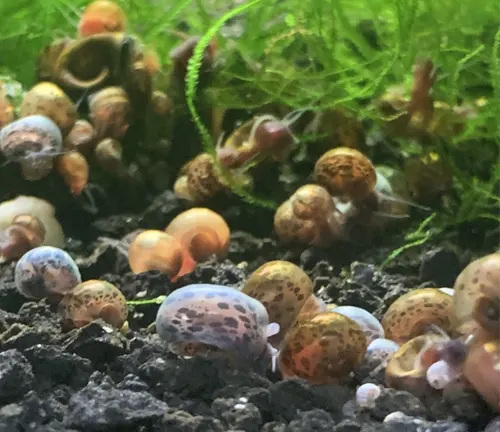 Many Ramshorn snails in a plant-filled aquarium, their natural habitat.